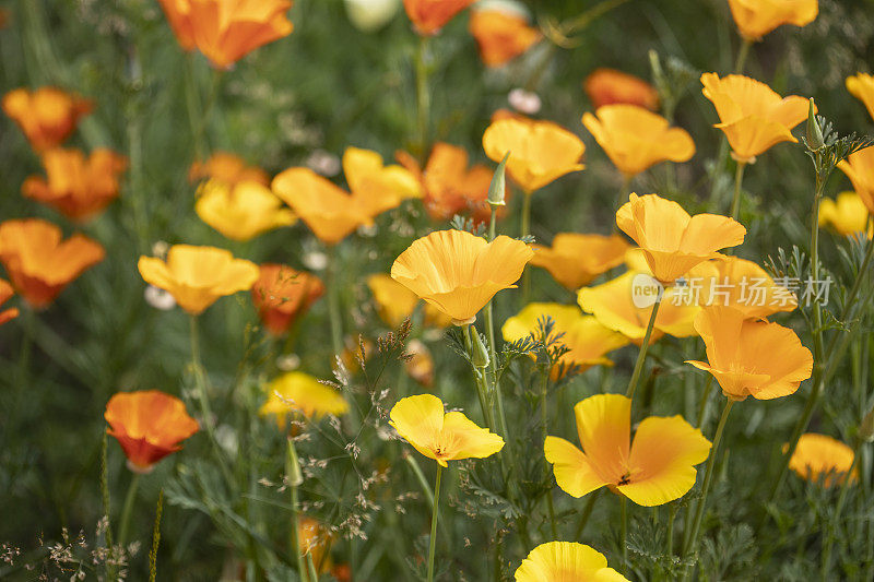 Eschscholzia California -加州罂粟花